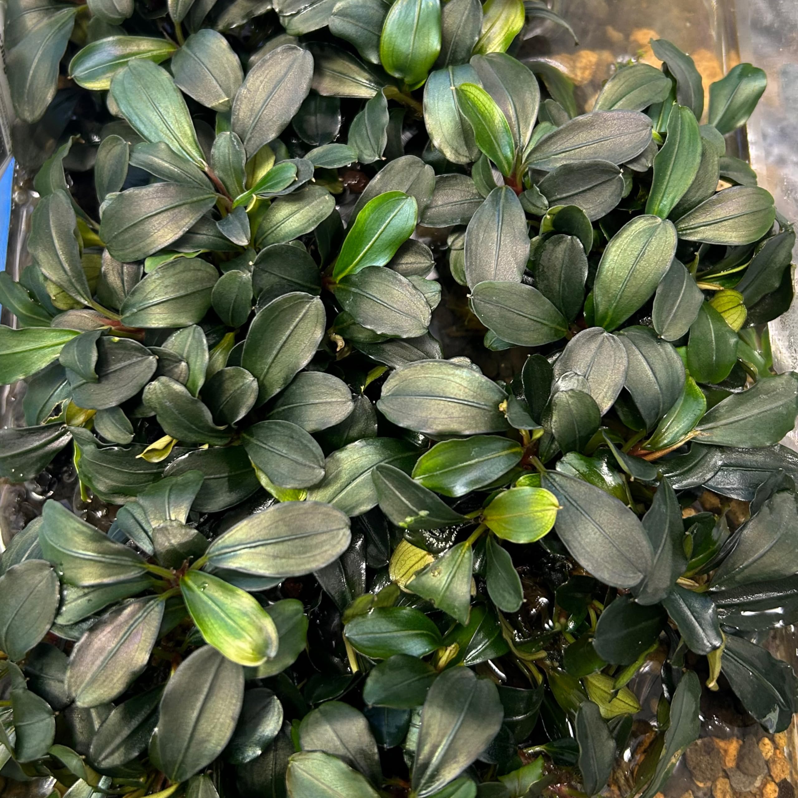 Amazon.co.jp: ブセファランドラティアBucephalandra sp. Theia 1株